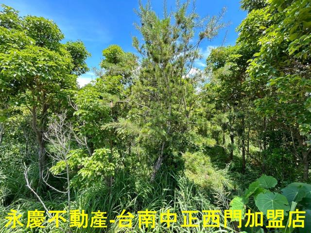 玉井農地-5