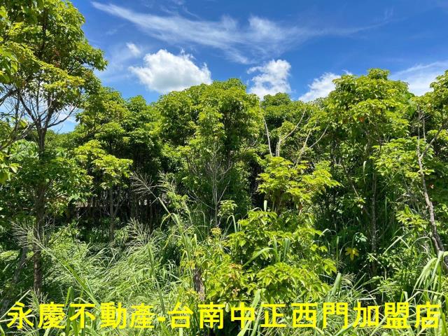 玉井農地-8