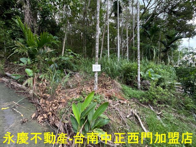 台南林地-12