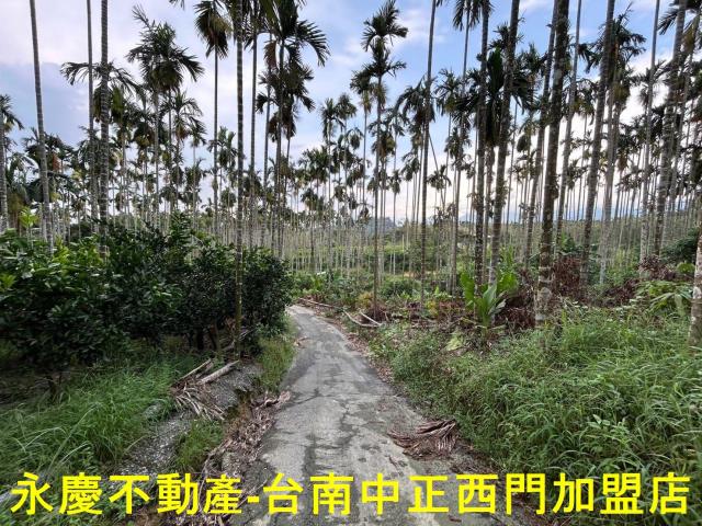 台南林地-1