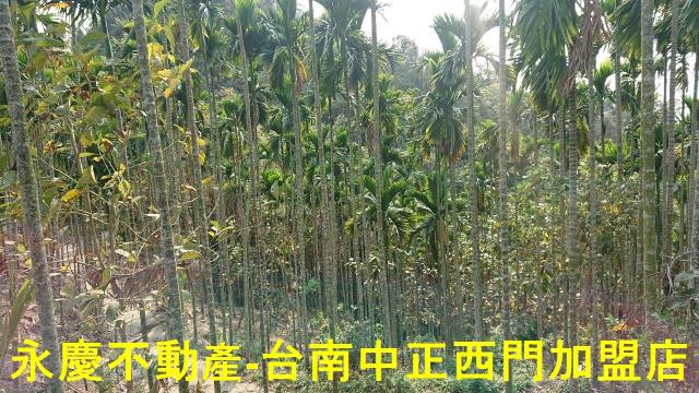 台南白河林地-9