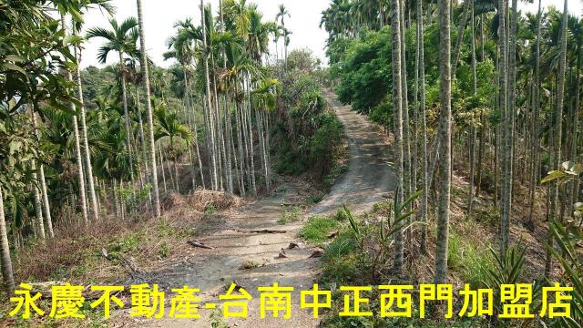 台南白河林地-11