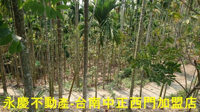 台南白河林地-12