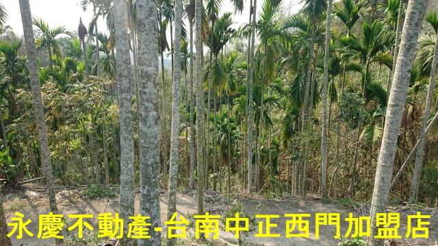台南白河林地-3