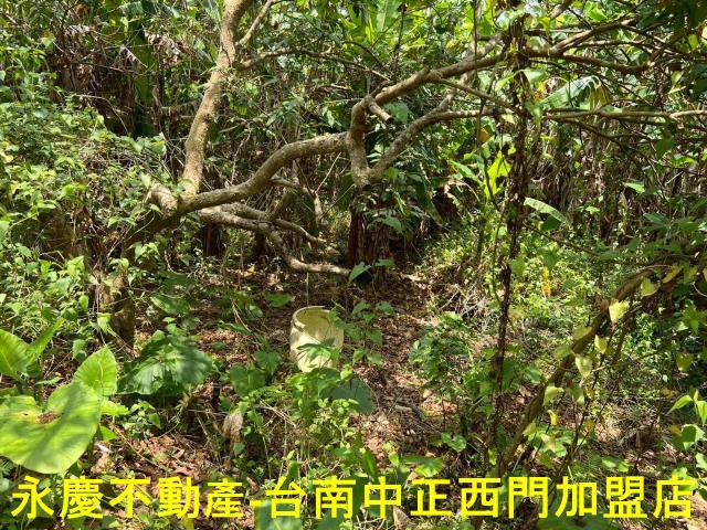 台南東山農地-7